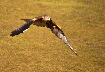 Red Kite Swooping