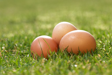 Eier auf Rasen