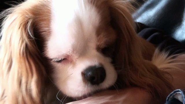 King Cavalier