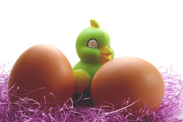 poussin et oeufs © jerane