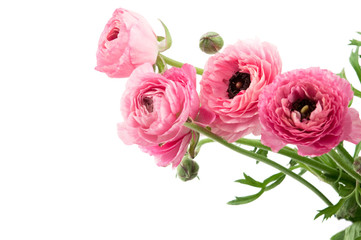 Frühling in pink