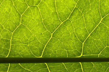 closeup plant texture background