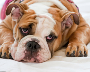 English Bulldog