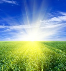 Plakat Słońce blask wzrasta w zielonym polu