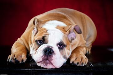 English Bulldog