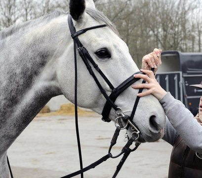 cheval et sa bride