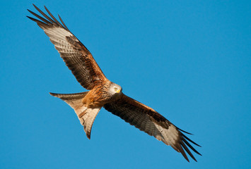 Fototapeta premium Red Kite in Flight