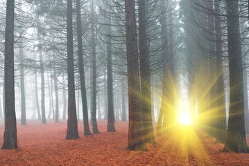 sparkle sun in a misty forest