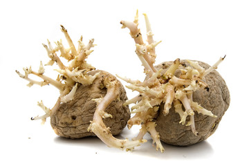 Grown potatoes