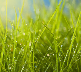 Feuchtes Gras im Morgenlicht