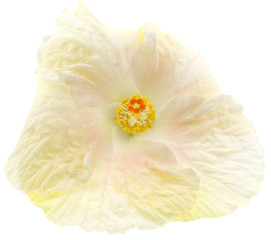 hibiscus blanc hybride, fond blanc