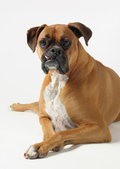 Obraz premium male boxer dog