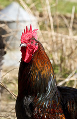 Cockerel