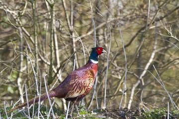 Cock pheasant in woodland