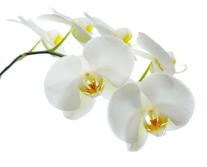 Naklejka na ściany i meble Biała orchidea na białym tle.