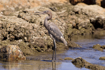 Heron by the Pacific Ocean coast