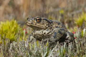 Toad (Bufo bufo)