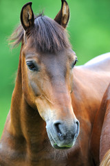 Fototapeta premium Horse