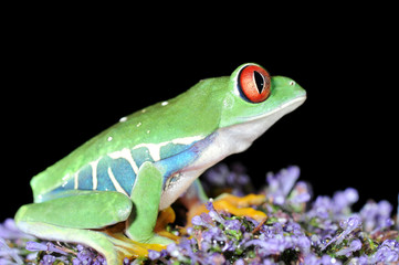 red eyed tree frog on flower