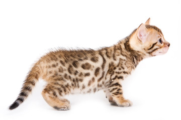 Bengal kitten on white background