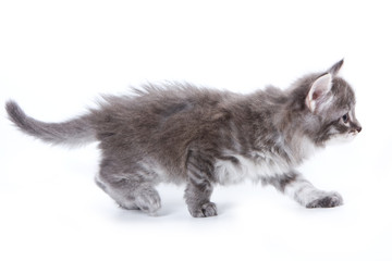 Siberian kitten on white background
