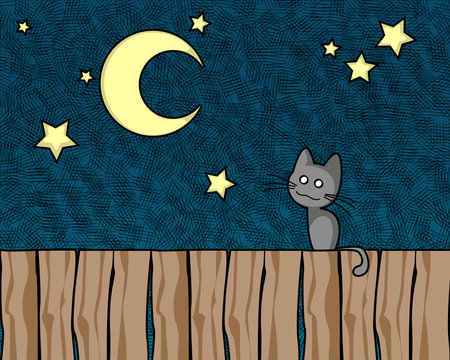 Night cat