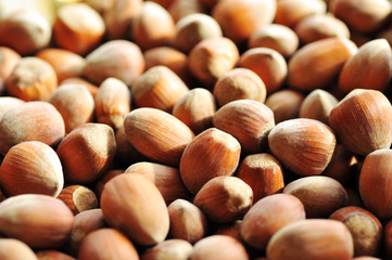 heap of hazelnuts