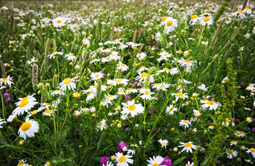 Meadow with camomiles