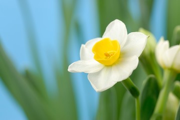 Close up of white daffodils