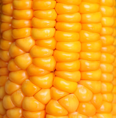 Corn