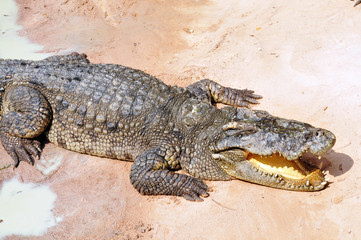 crocodile