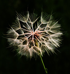 Fototapeta premium Dandelion