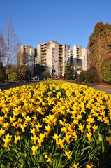 Nature city and flower view