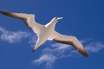 Gannet in flight