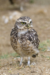 Burrowing Owl Portrait