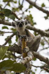 Ring-tailed Lemur (Lemur Catta) Portrait