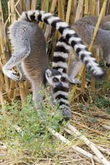 Ring-tailed Lemur (Lemur Catta) Portrait