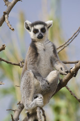 Ring-tailed Lemur (Lemur Catta) Portrait
