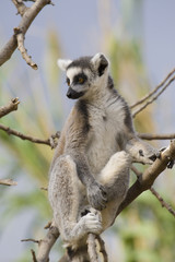 Ring-tailed Lemur (Lemur Catta) Portrait