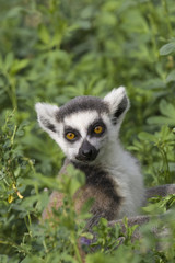 Ring-tailed Lemur (Lemur Catta) Portrait