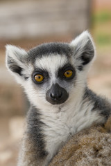 Fototapeta premium Ring-tailed Lemur (Lemur Catta) Portrait