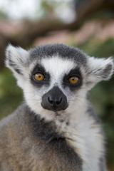 Naklejka na ściany i meble Lemur katta (Lemur catta) Portret