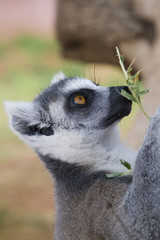 Ring-tailed Lemur (Lemur Catta) Portrait