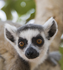 Ring-tailed Lemur (Lemur Catta) Portrait