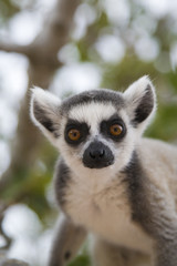 Ring-tailed Lemur (Lemur Catta) Portrait