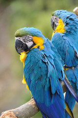 ルリコンゴウインコ