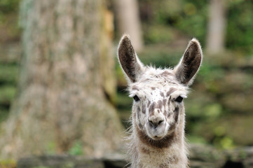 リャマのポートレート