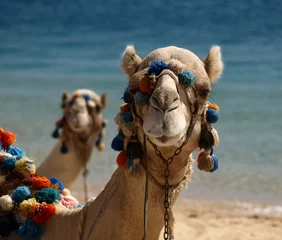 Crédence de cuisine en verre imprimé Chameau The camel is a ship of the desert