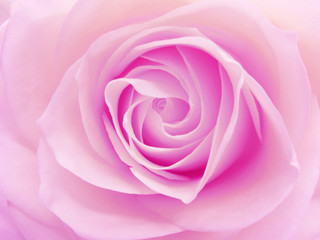 Fototapeta na wymiar pink rose heart closeup
