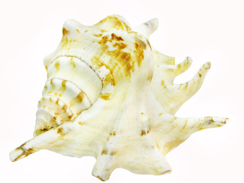 large white and brown seashell